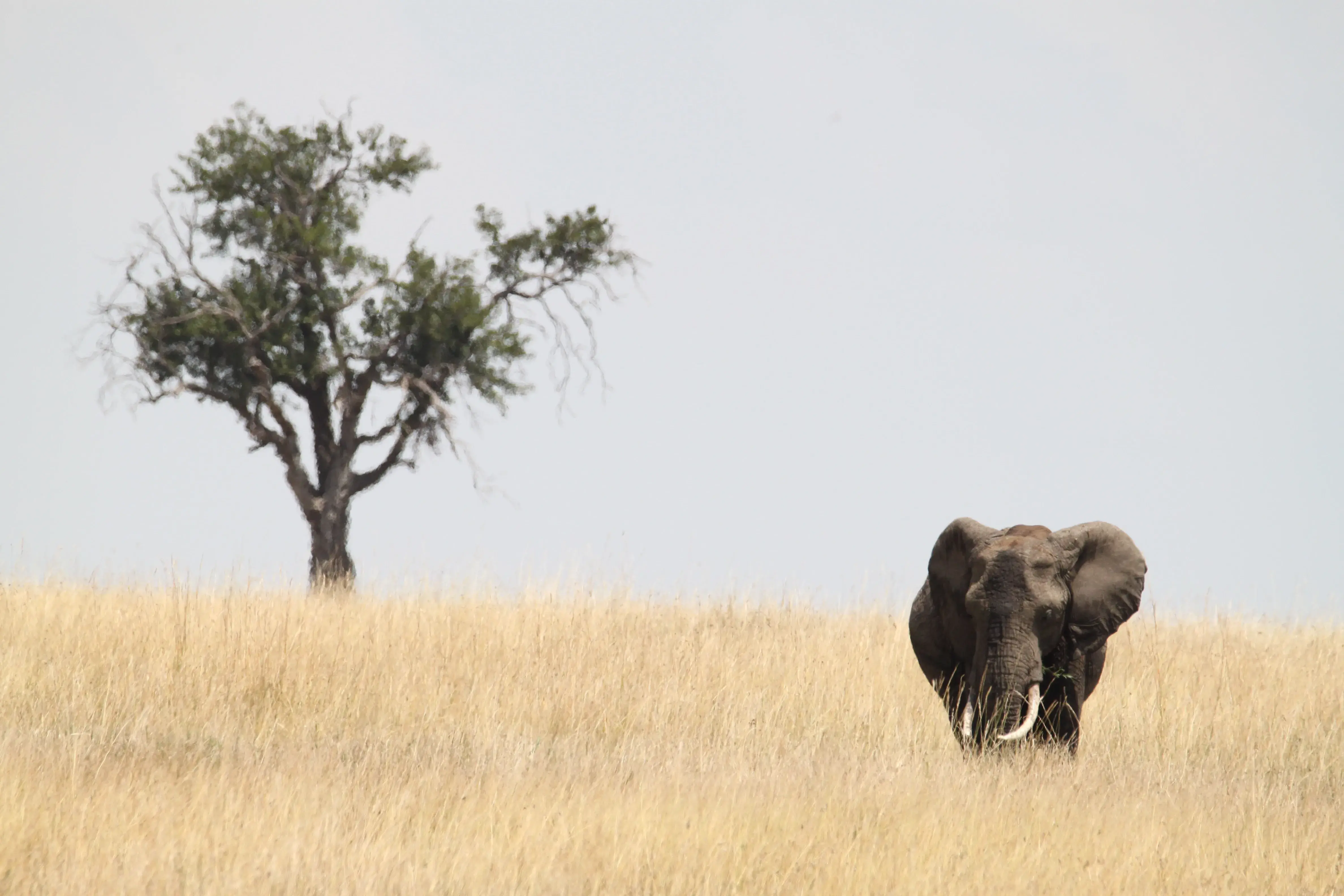 Tarangire National Park