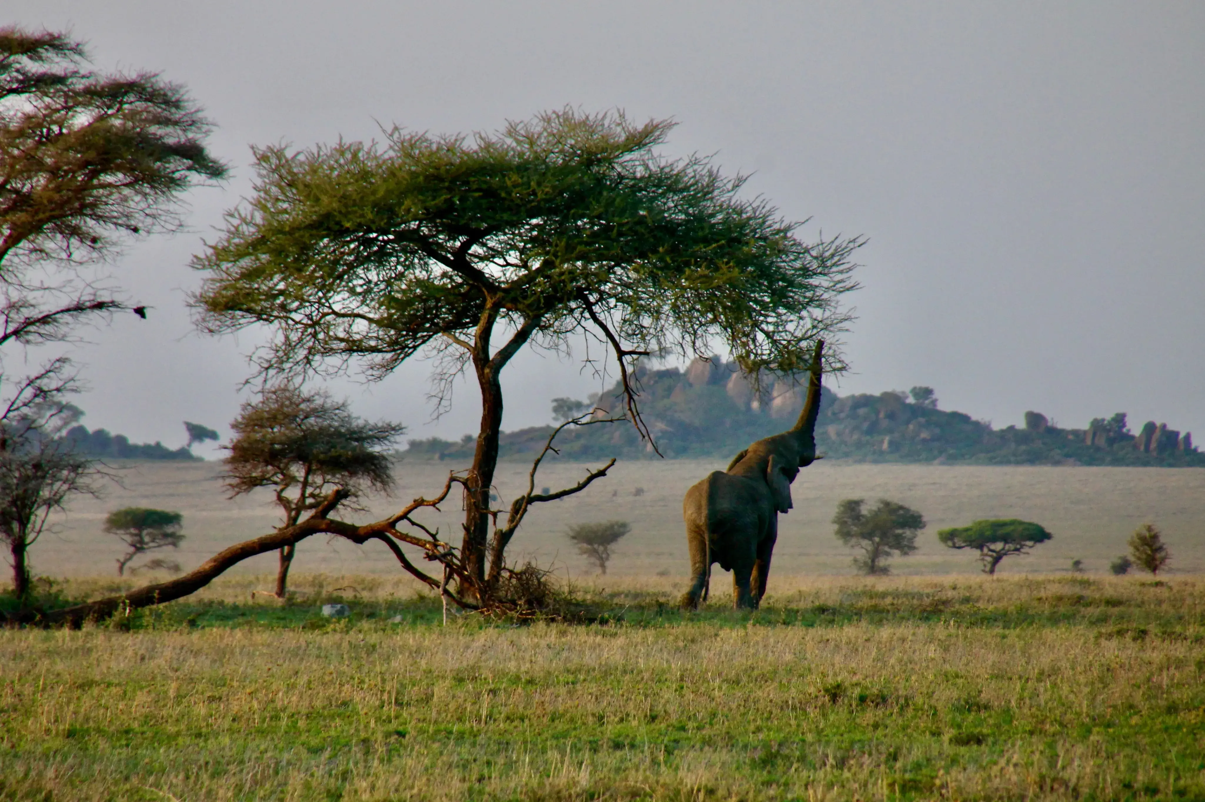Baobab Trees