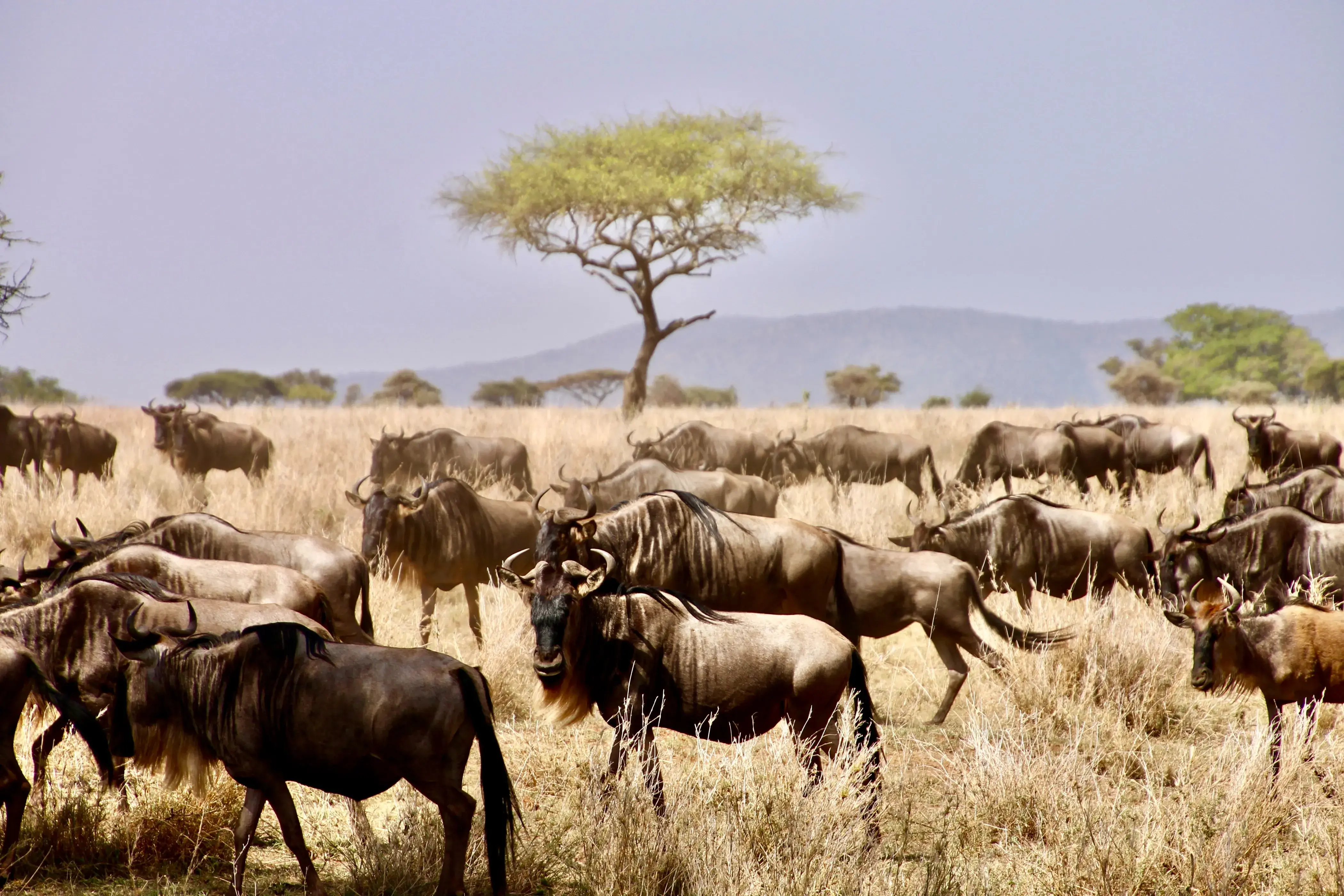 Serengeti Wildlife