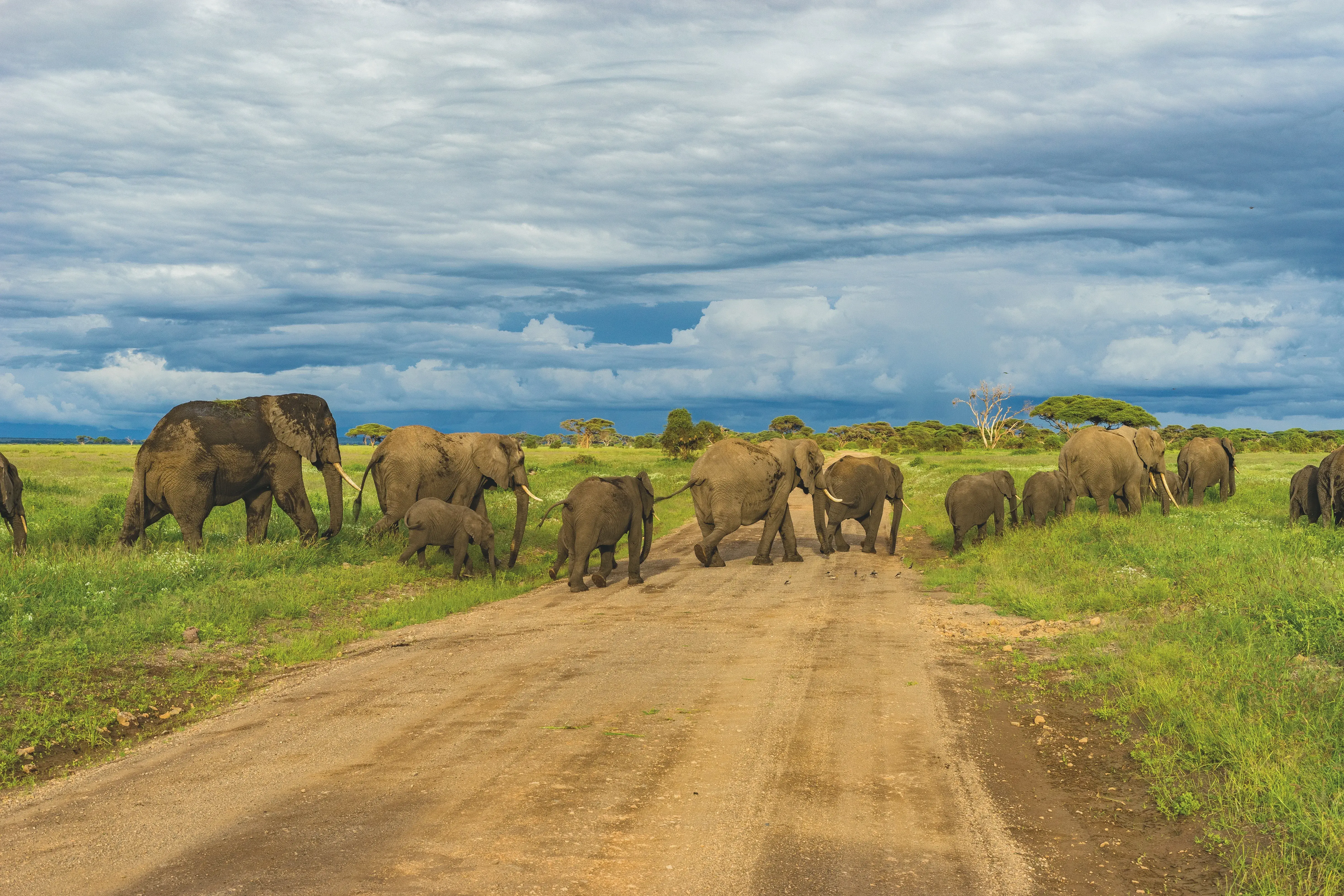 Safari Adventure Banner