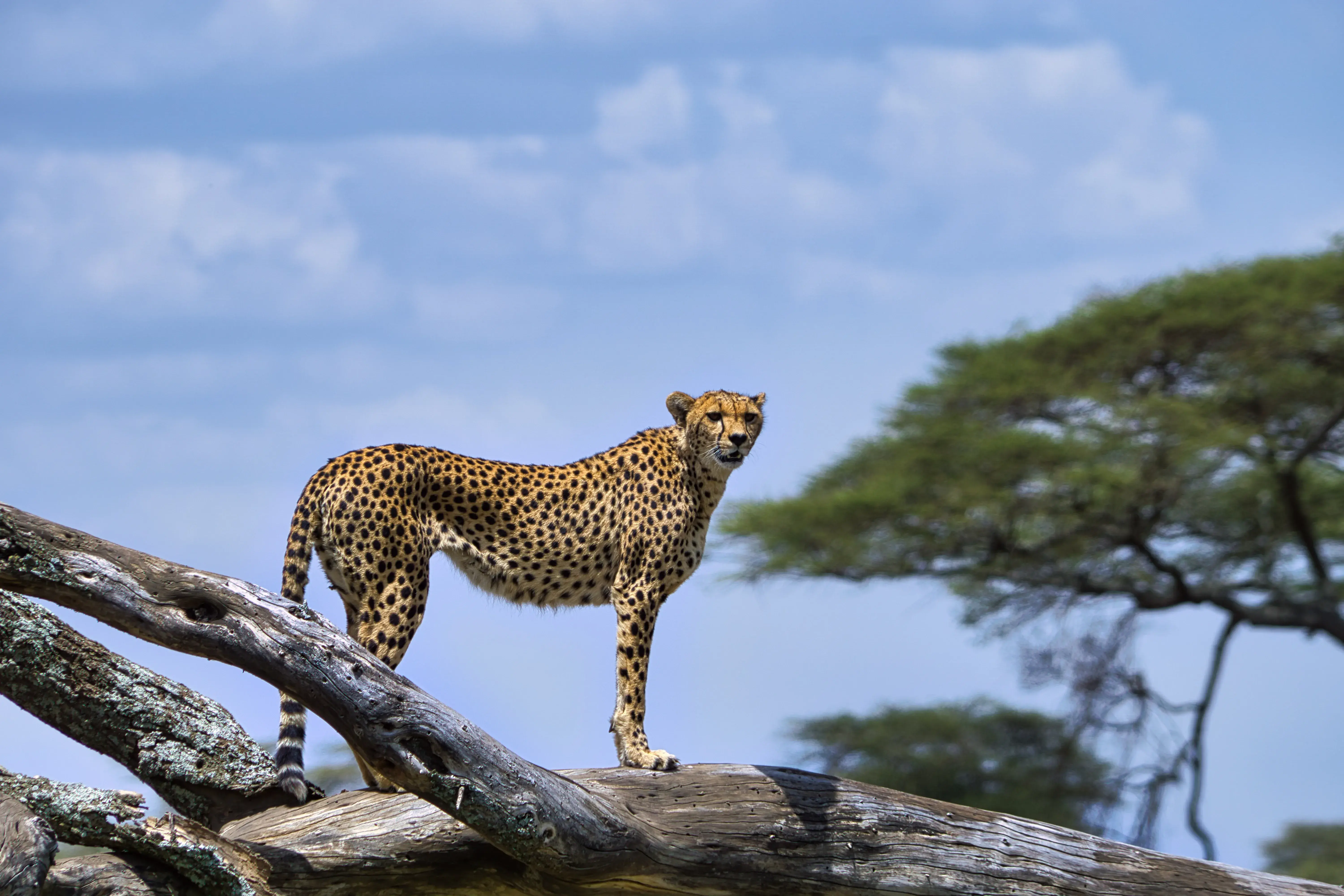 7-Day Safari Adventure