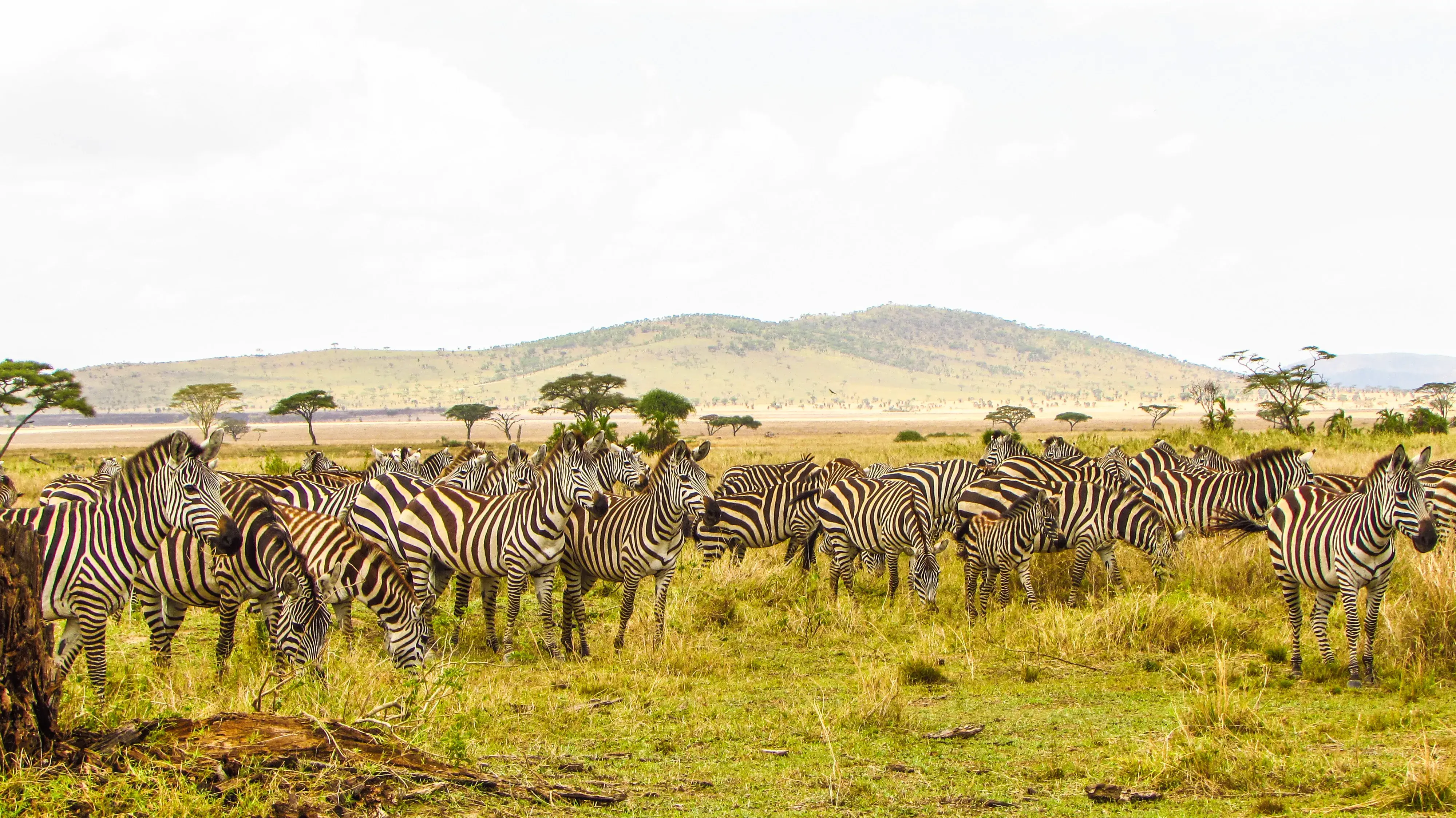 Serengeti via Ngorongoro