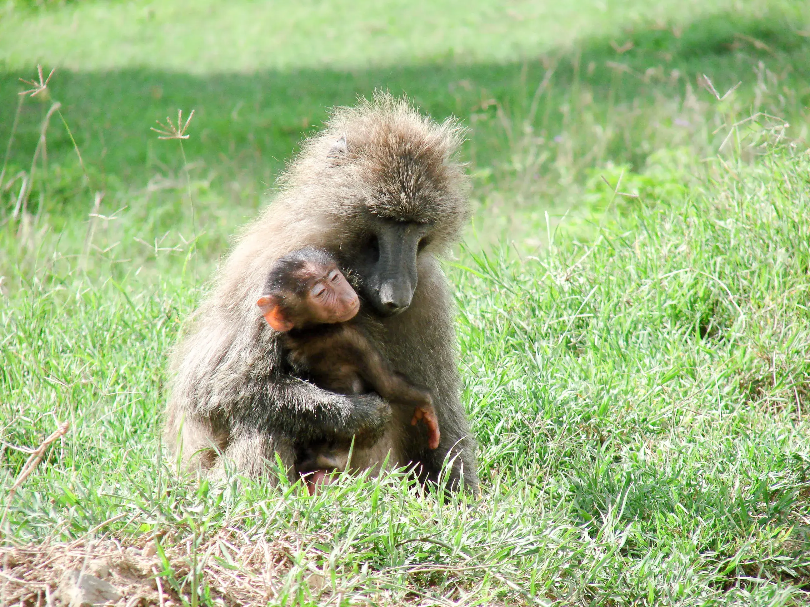 7-Day Safari Adventure