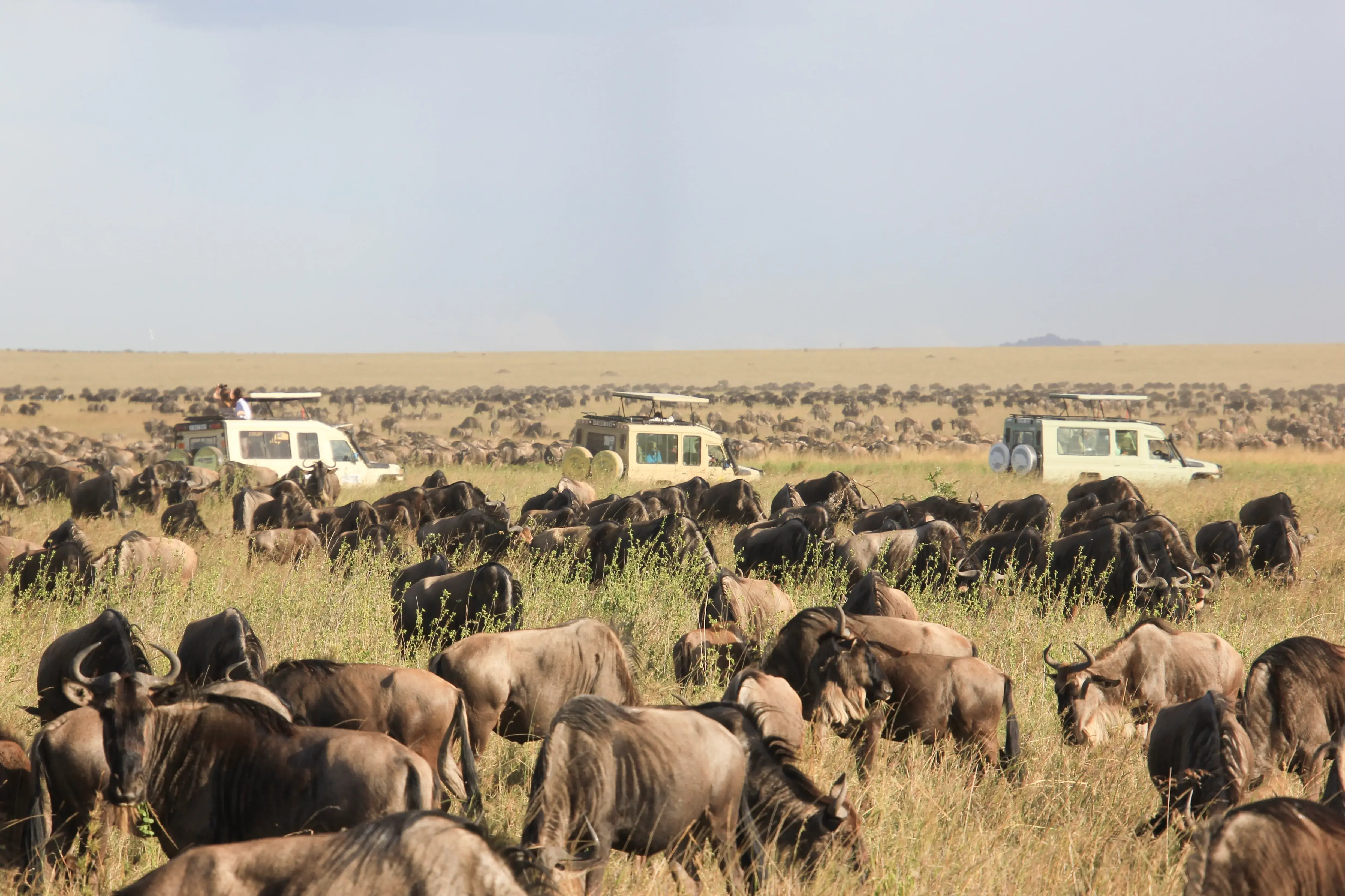 Farewell Safari