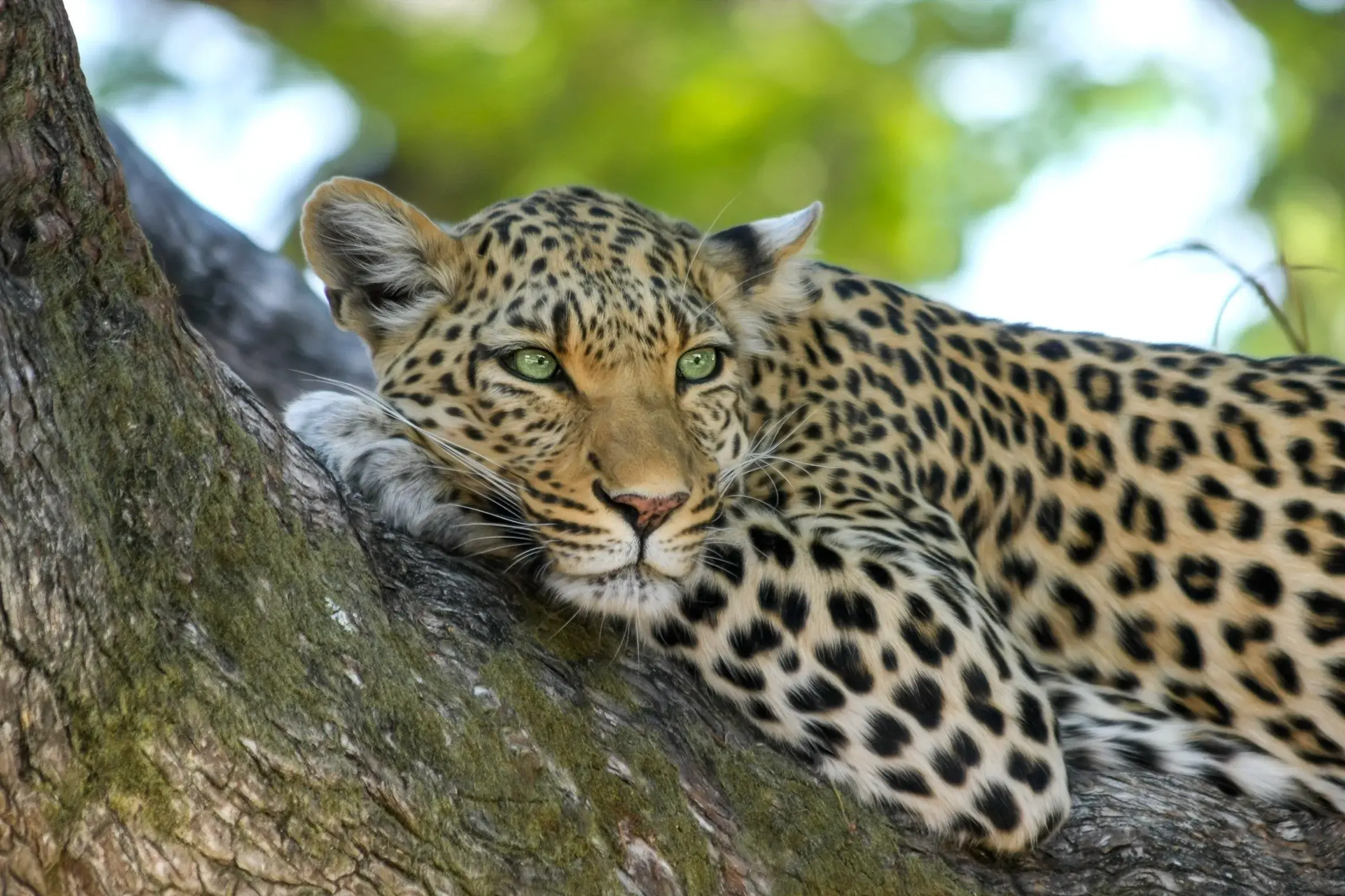 Ngorongoro Rim