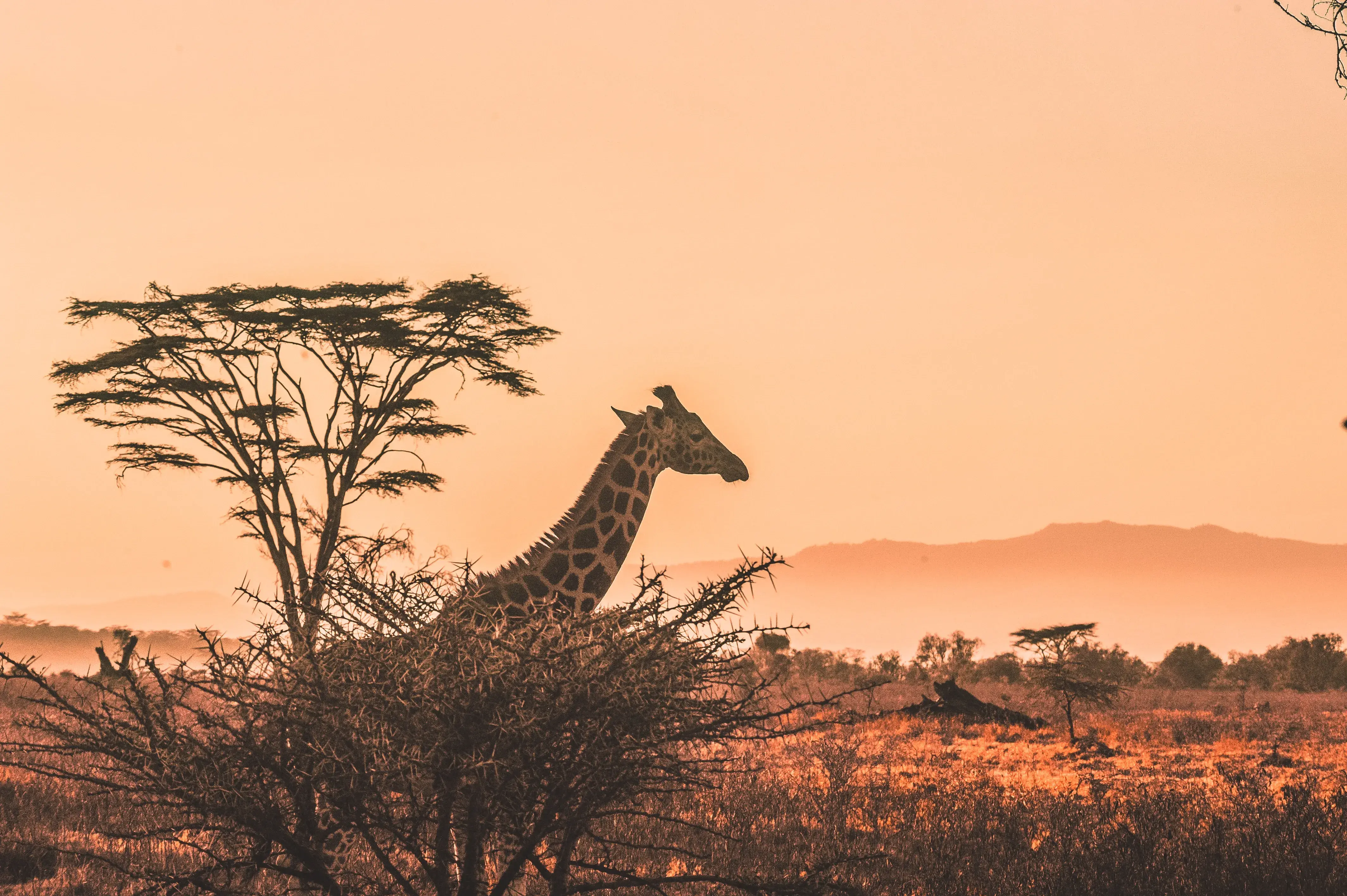 Safari Banner